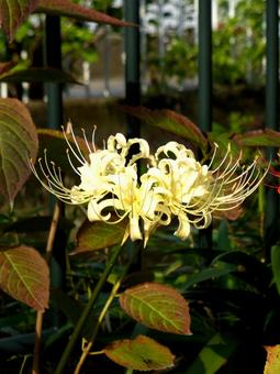 午後の陽に照らされる白いヒガンバナ ヒガンバナ,花,植物の写真素材