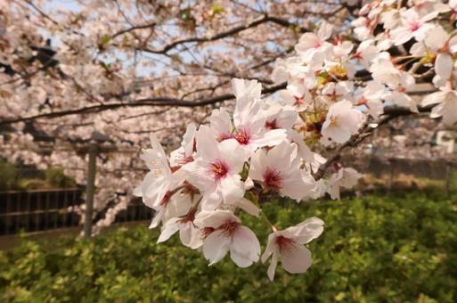 桜 桜の写真