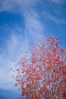 紅葉 紅葉の写真