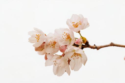 桜 桜の写真