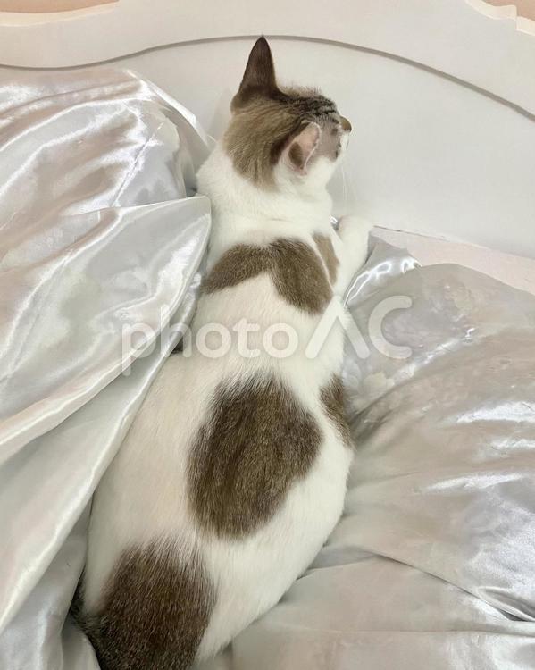 ベッドでくつろぐシャムミックス猫　縦画像 猫,シャムトラ,微睡むの写真素材