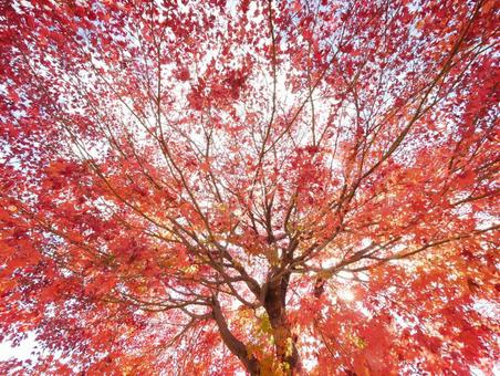 背景に合うハイキーな紅葉の写真