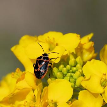ナガメ ナガメ ナガメ,ハムシ,昆虫の写真素材
