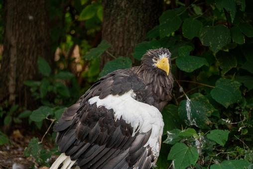 威風堂々たるオオワシ オオワシ,ワシ,猛禽類の写真素材