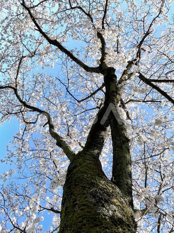 桜の幹と枝 桜,ピンク,青空の写真素材