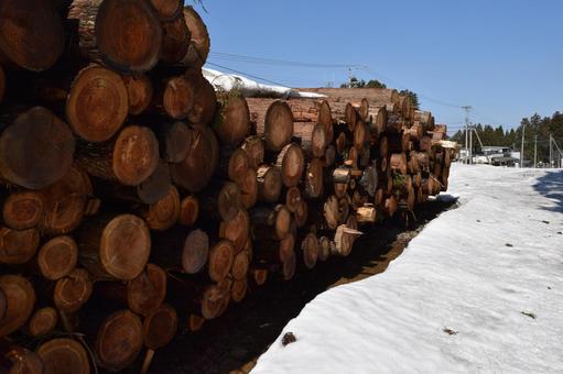 切り出された杉の丸太 降雪風景 杉の丸太,丸太,杉の木の写真素材