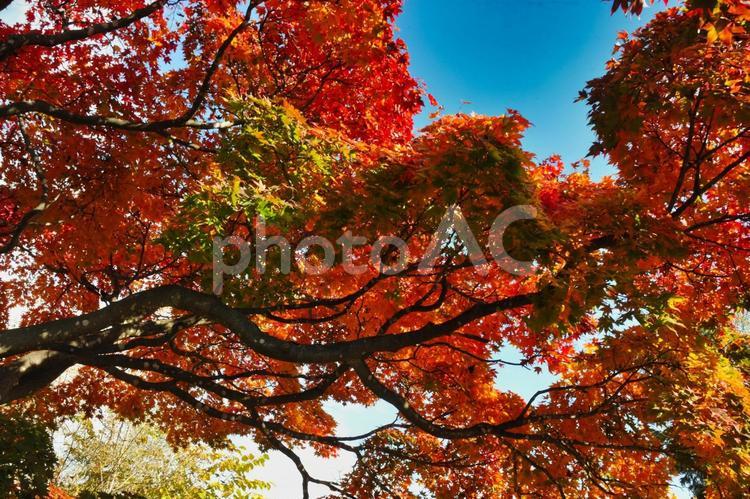 前田森林公園の紅葉 秋,autumn,紅葉の写真素材