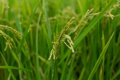 青々とした稲穂 稲穂,稲,田んぼの写真素材