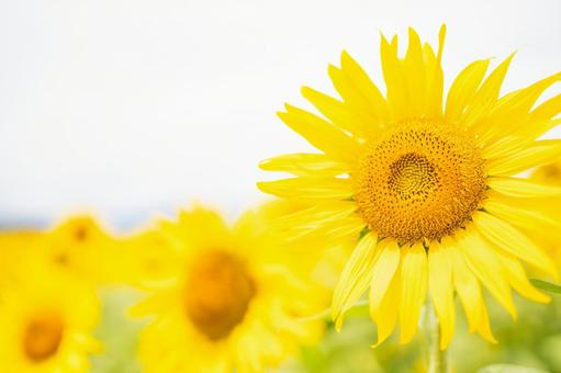向日葵　白　背景の写真
