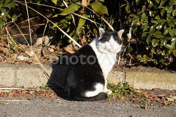 まったり野良猫 猫,ネコ,ねこの写真素材