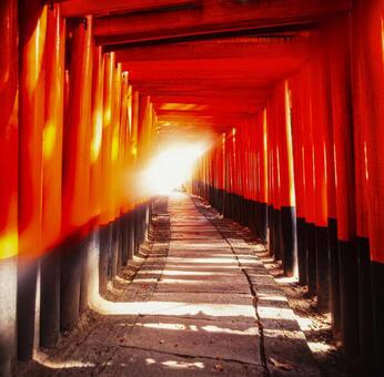 伏見稲荷大社の千本鳥居2 鳥居,たくさん,伏見稲荷大社の写真素材