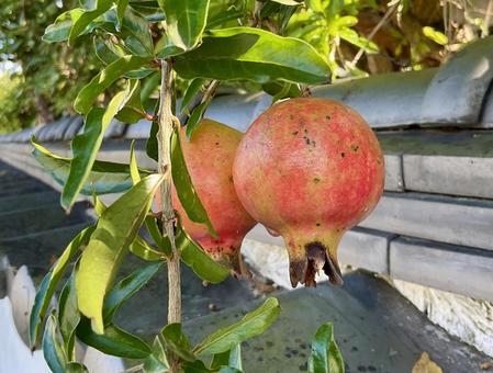 実りの秋 ザクロ01 ザクロ,フルーツ,果物の写真素材