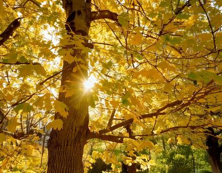 温かい秋の木漏れ日 温かい秋の木漏れ日の写真