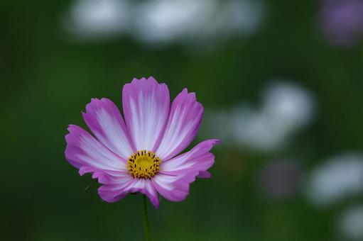 秋風に揺れて咲く コスモス,秋桜,花の写真素材