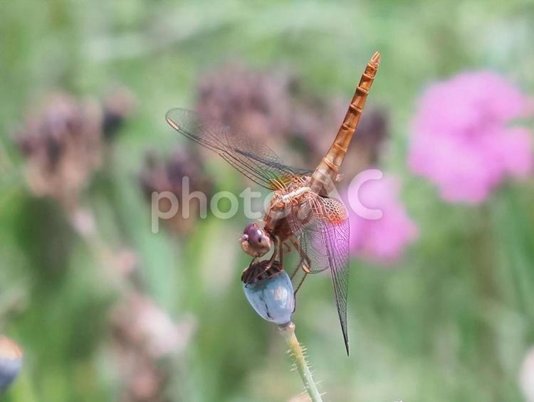 とんぼの逆立ち とんぼ,昆虫,虫の写真素材