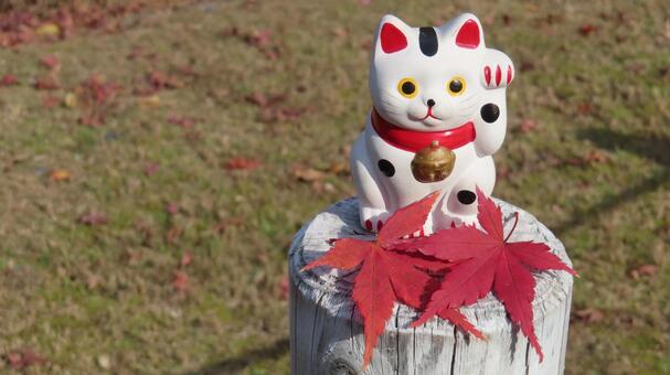 招き猫　紅葉狩り 招き猫,縁起物,置物の写真素材