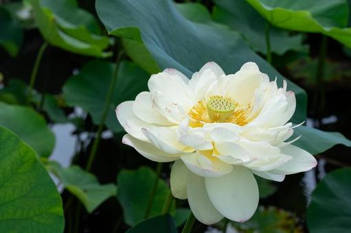 池に浮かぶ白色のハスの花 池に浮かぶ白色のハスの花の写真