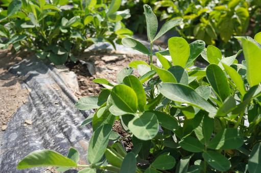 Photo, peanuts, cultivation, home garden, 