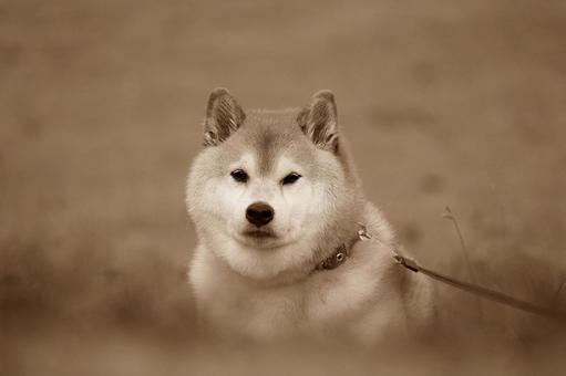 柴犬のモノクロポートレート 柴犬のモノクロポートレート 犬,柴犬,いぬの写真素材
