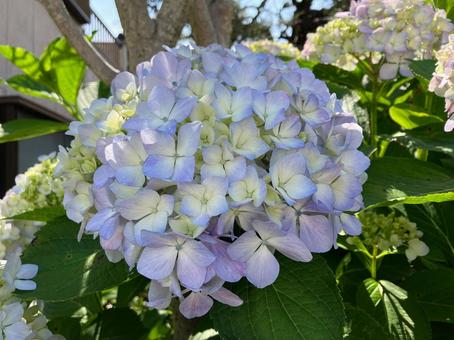薄紫のアジサイの花 アジサイ,自然,薄紫の写真素材