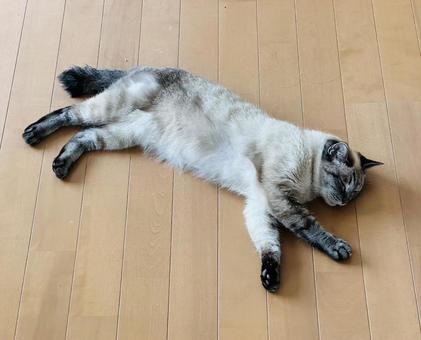Rescue Cats, JPG Rescue Cats, JPG
