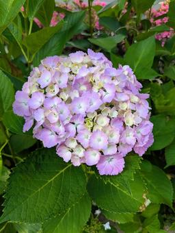 紫陽花 紫陽花 花,紫陽花,梅雨の写真素材