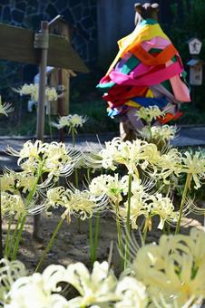 金沢・香林寺の白い彼岸花 金沢・香林寺の白い彼岸花 日本,石像,観光地の写真素材
