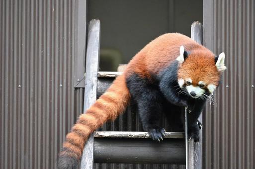 レッサーパンダ レッサーパンダの写真