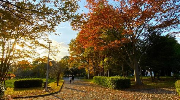 紅葉の北部公園（金沢） 紅葉,秋,公園の写真素材