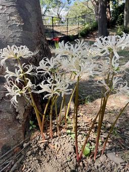 白いヒガンバナ(彼岸花) 白いヒガンバナ(彼岸花) ヒガンバナ,秋,白い花の写真素材