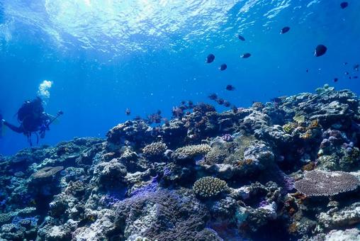沖縄・西表島 青い海と珊瑚礁 沖縄・西表島 青い海と珊瑚礁 スキューバダイビング,ダイビング,珊瑚礁の写真素材