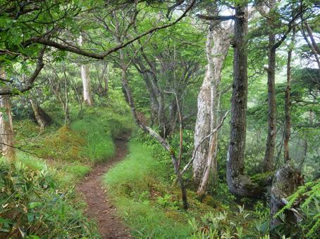Hiking trail to Mt. Kinsei, JPG