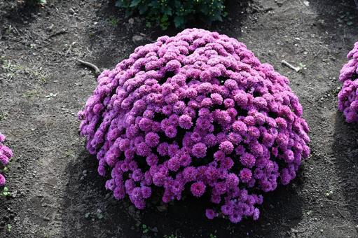 赤紫色の玉菊 秋,鮮やか,自然の写真素材