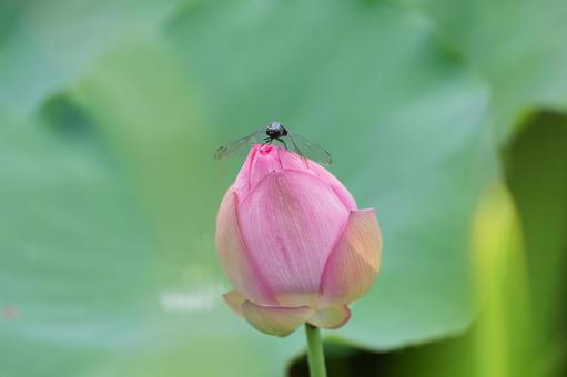 蓮の蕾に舞い降りたトンボ 蓮の蕾に舞い降りたトンボ 蓮,蕾,トンボの写真素材