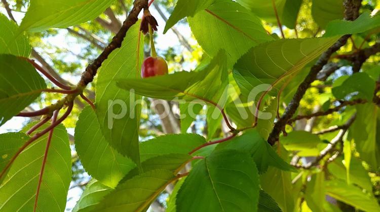 桜葉に乗った一粒のサクランボ2023 サクランボ,さくらんぼ,桜の写真素材
