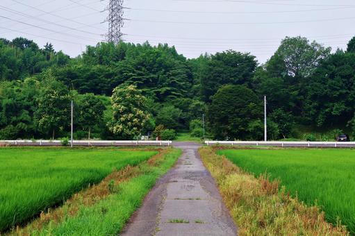 北関東の夏の田園風景 北関東の夏の田園風景 田園風景,あぜ道,農道の写真素材