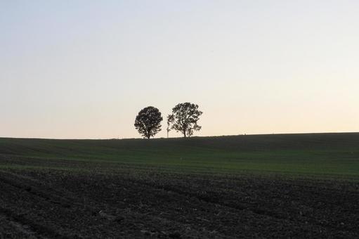夕暮れの親子の木ビュースポット 夕暮れの親子の木ビュースポット 夕暮れ,親子の木,親子の木ビュースポットの写真素材