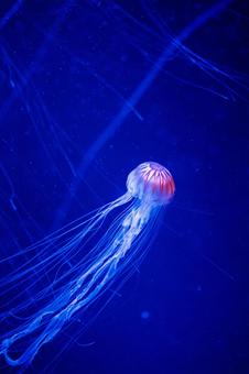 水族館のアカクラゲの待ち受け No 写真素材なら 写真ac 無料 フリー ダウンロードok