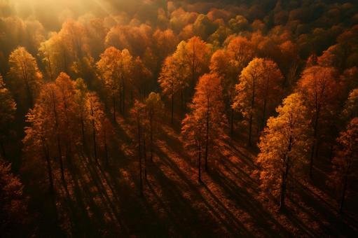 朝陽差す紅葉林 朝陽差す紅葉林の写真