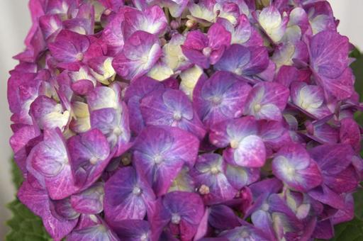 紫陽花の花 紫陽花の花の写真