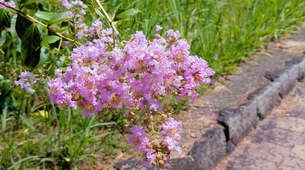 百日紅-11 百日紅,風景,自然の写真素材