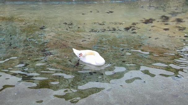冬の白鳥 冬の白鳥の写真
