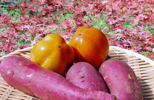 味覚の秋/サツマイモと西条柿 味覚の秋/サツマイモと西条柿 秋の味覚,さつま芋,柿の写真素材