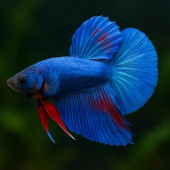 【熱帯魚】青いベタの正方形画像の写真