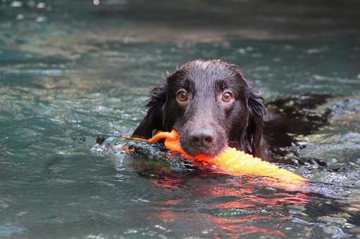 Photo, dog, large dog, retriever, 