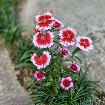 ナデシコ ナデシ,セキチク,撫子の写真素材