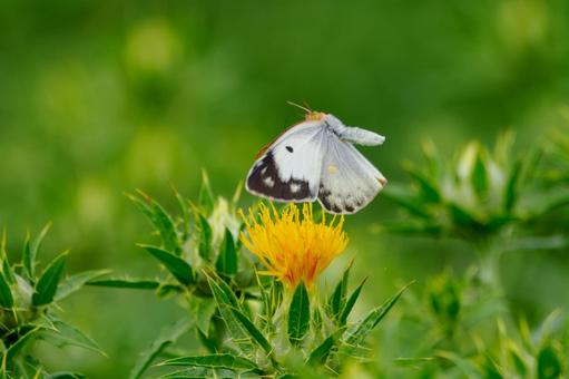 Monad butterfly (52), JPG