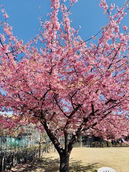 伊豆稲取　桜の写真