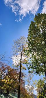 autumn leaves, JPG