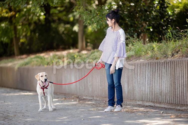 犬の散歩をする女性 犬,犬の散歩,散歩の写真素材